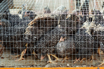 Chickens in a cage. Bird's farm.