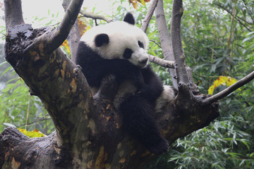 Obraz premium Panda
