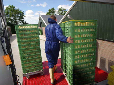 Chicks transport hatchery. Poultry. Unloading crates with chicklets. Modern chicken barn Netherlands. Truck with tailgate.