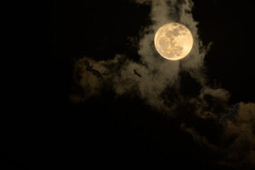Obraz premium The moon and black cloud on the scary dark night / Select focus for background black space for text.