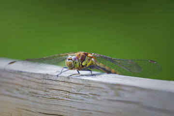 Dragon Fly on a bench