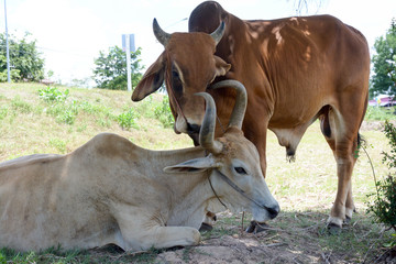 Two cows tease snuggle together in the shade to avoid heat of th