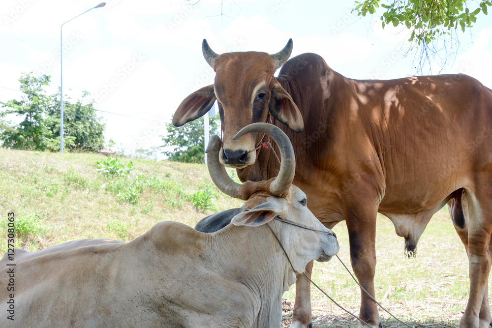 Wall mural Two cows tease snuggle together in the shade to avoid heat of th