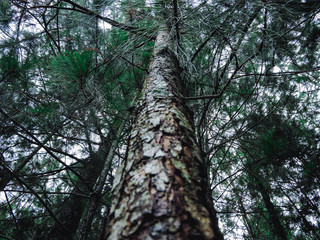 Green pine tree in forest seen from below