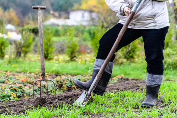 Farmer digging in the garden with a spade. Preparing soil for planting in spring. Gardening.