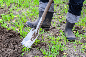 Farmer digging in the garden with a spade. Preparing soil for planting in spring. Gardening.