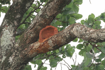 Naklejka na ściany i meble Red Ovenbird nest on a tree branch. Nest made of red clay on a tree.