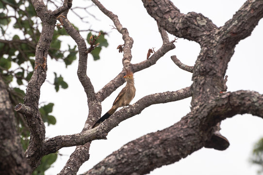 Anu-branco bird on a tree branch.