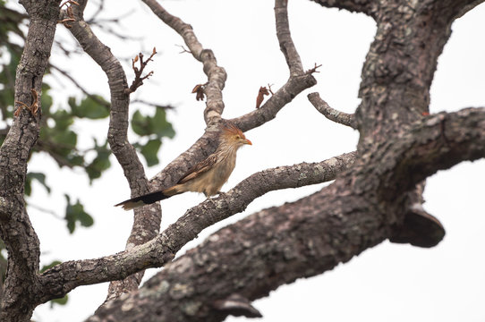 Anu-branco bird on a tree branch.