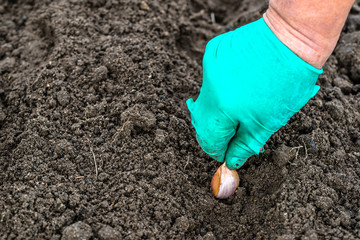 Hand planting garlic in the vegetable garden. Autumn gardening.