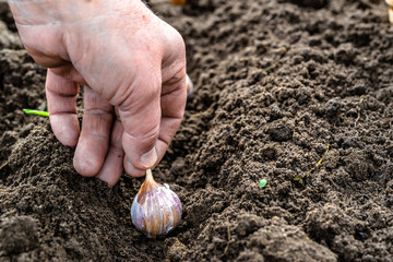 Hand planting garlic in the vegetable garden. Autumn gardening.