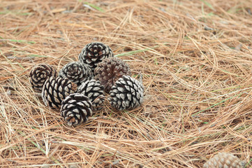 Fototapeta na wymiar Pine cone fallen on the ground among the dry twigs on the ground.