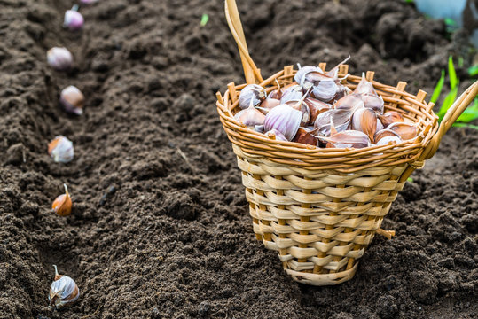Planting garlic in the vegetable garden. Autumn gardening.