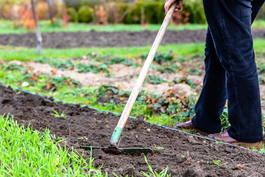 Woman gardener raking soil. Preparing vegetable garden for planting in spring.