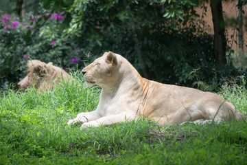 La leona está quieta al lado del león.