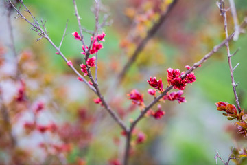 Tiny Magenta Flowers