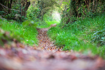 tunnel de verdure