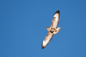 Common Buzzard, Buteo buteo