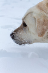 Labrador dog in winter outdoors