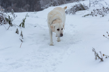 Labrador dog in winter outdoors