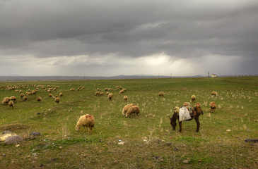 Sheep and donkey grazing in a field in central Turkey