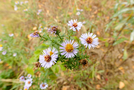 Aster Tripolium in the Meadow