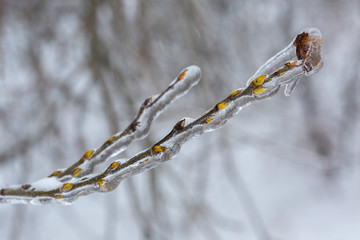 Icicles on twig formed during a winter freezing rain event