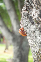 Cicada's shell attached to the tree.