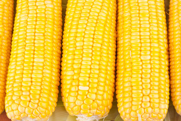 sweet corn on cobs kernels or grains of ripe corn on white background corn vegetable isolated
