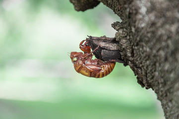 Cicada's shell attached to the tree.
