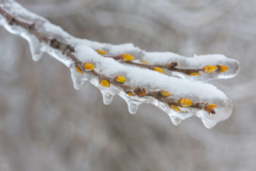 Icicles on twig formed during a winter freezing rain event