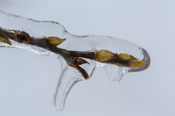 Icicles on twig formed during a winter freezing rain event