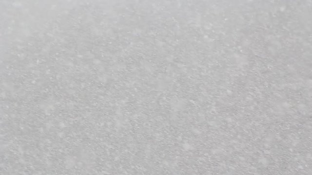 吹雪の森