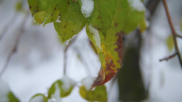 Green leaf and the snow.