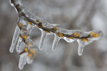 Icicles on twig formed during a winter freezing rain event