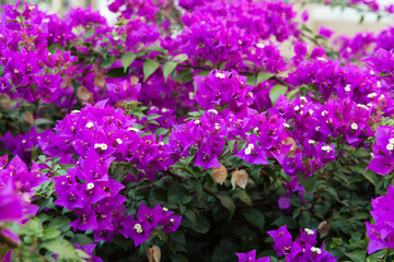 Close-up of Bougainvillea flowers in a garden