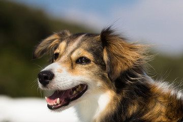 Smiling dog in the summer