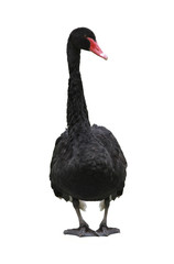  black swan