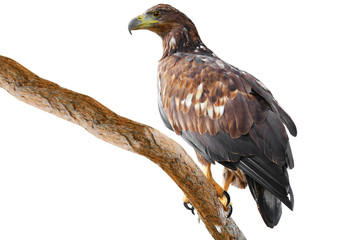 white failed eagle