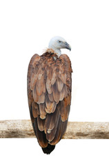 griffon vulture