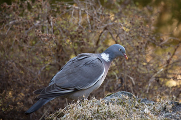 Common wood pigeon (Columba palumbus)  in the forest environment.