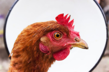 Chicken. Closeup farm bird rooster or chicken. Red with a beard