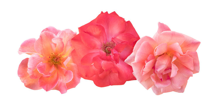 Vignette of pink and red roses, isolated on white