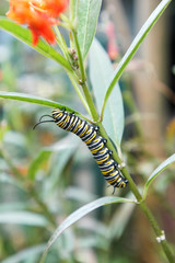 Yellow and black caterpillar