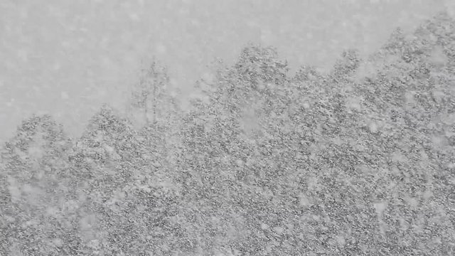 吹雪の森