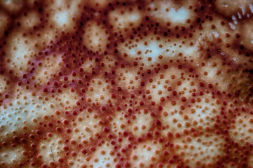 abstract background texture from shell crab