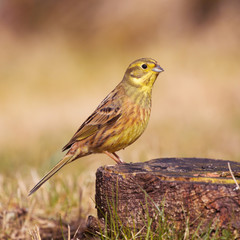 Yellowhammer (Emberiza citronella).