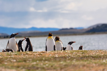 Obraz premium King and Papua penguin colony seaside