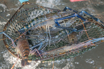 Fresh river prawns