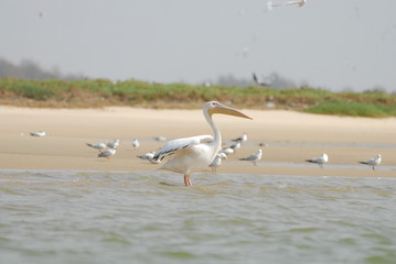 Pelican, Senegal